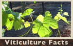 Viticulture Facts